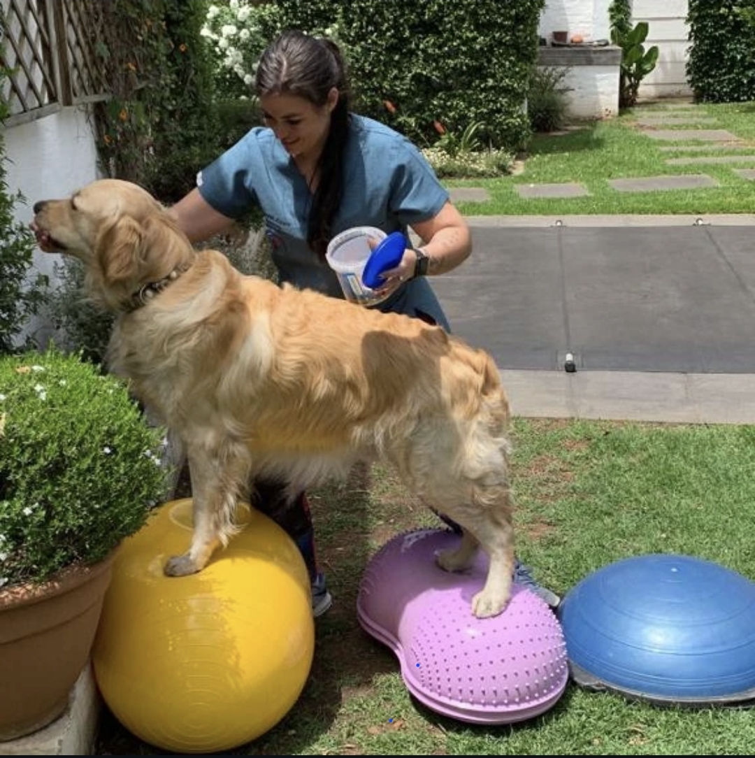 Savannah guiding a golden retriever through balance exercises in a home garden