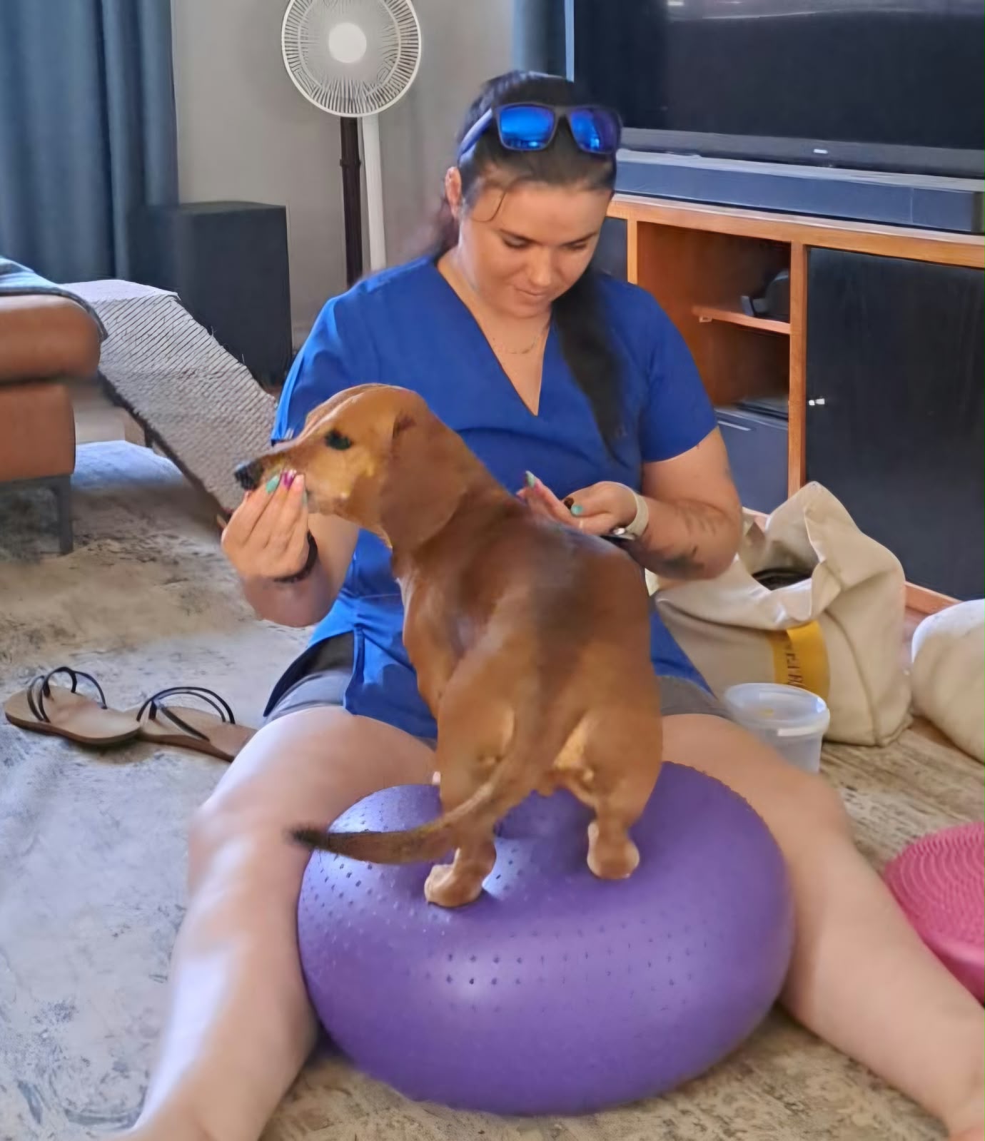 Dachshund balancing on a peanut ball during a home physiotherapy session